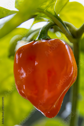 habanero sotto la pioggia