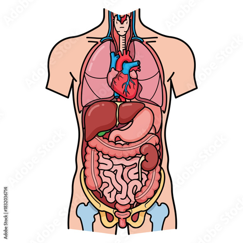 Human Anatomy Illustrative Diagram Detailing Internal Organs, a Detailed Visual Representation 70