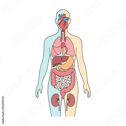 Detailed anatomical illustration of a human body showcasing internal organs within a translucent