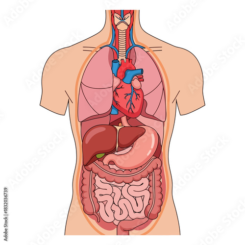Anatomical Illustration of Human Torso Revealing Internal Organs in a Detailed Depiction