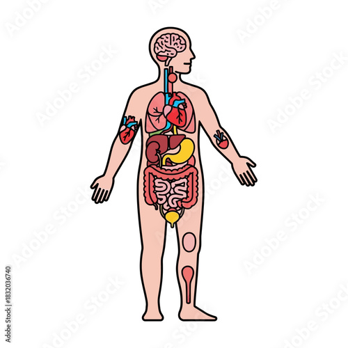 Human anatomical representation showcasing the internal organs and circulatory system elements