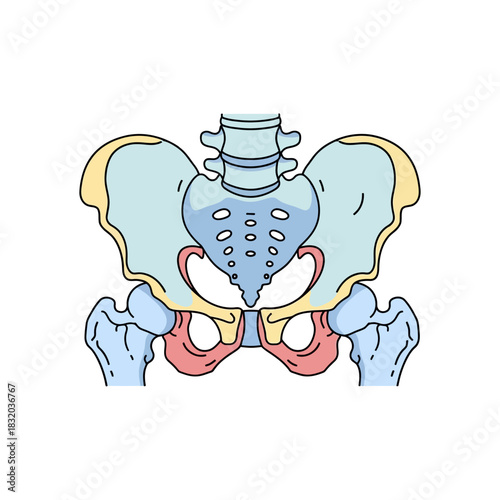 Anatomical pelvic bone illustration showcasing skeletal structure and connecting features for