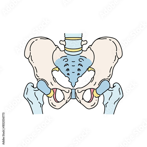 Illustration of the human pelvis anatomy with accurate bone and joint structure displayed for