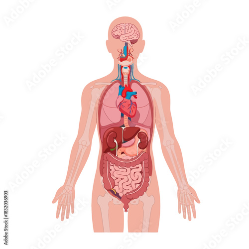Detailed illustration of the human anatomy, focusing on internal organs for medical or educational
