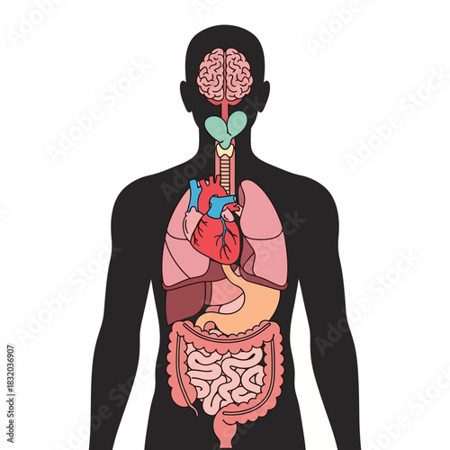 Schematic Depiction of Human Anatomy: Internal Organs and Body Systems Explored