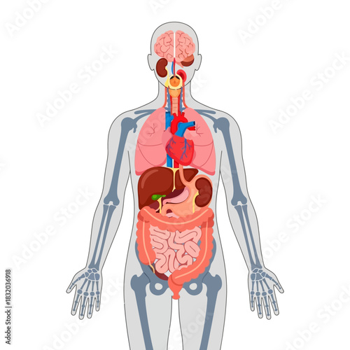 Human anatomical illustration displaying internal organs within skeletal structure visual guide