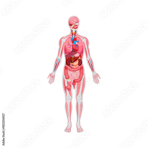 Human anatomy illustration displaying internal organs and skeletal structure for medical study and