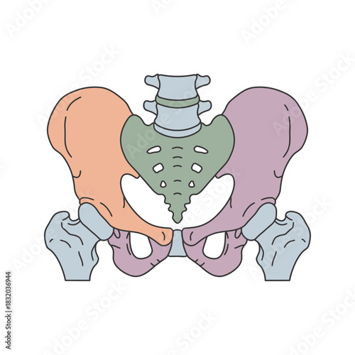 Detailed anatomical illustration showcasing the pelvic structure and sacrum for medical study