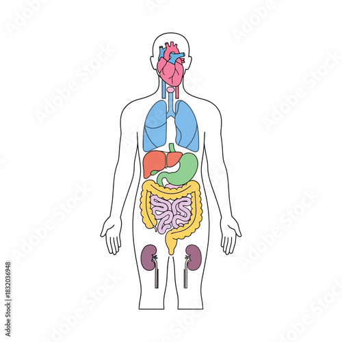Human anatomy illustration depicting internal organs and their arrangement in the body system