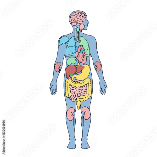Human internal organ system illustration and anatomy of the body in bright colors medical diagram