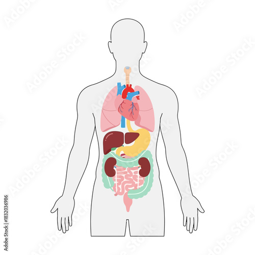 Simplified human anatomy illustration showcasing major internal organs for medical visualization