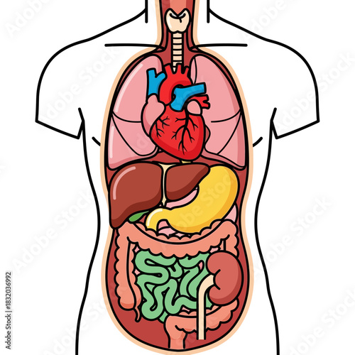 Internal anatomy illustration displaying key human organs for educational purposes showing body