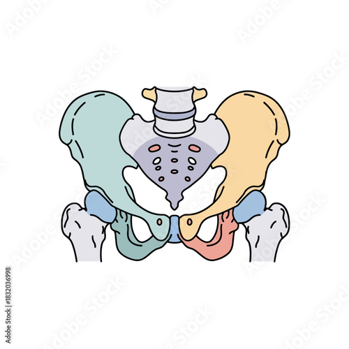 Anatomical study of human pelvis illustration depicting the pelvic bones and sacrum structure