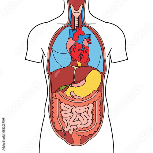 Human Anatomy Cross-Section Depicting Essential Internal Organs with Educational Focus showcasing