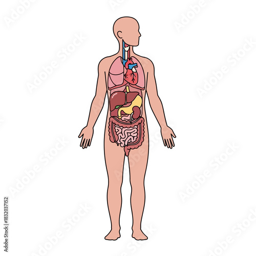 Anatomical representation of the human body showcasing vital internal organs and systems for