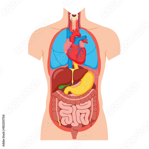 Anatomical Illustration Displaying Major Human Internal Organs for Educational Purposes