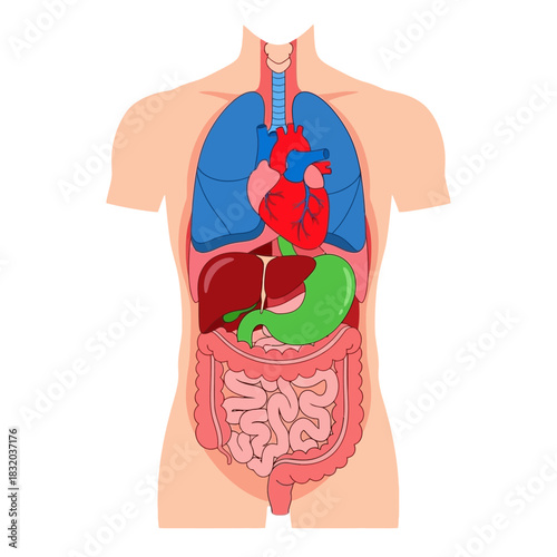 Simplified anatomical illustration showcasing human organ systems inside the torso for education