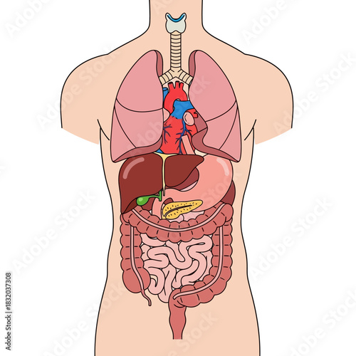 Anatomical illustration of the human body showing internal organs for medical study