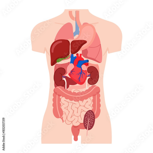 Human Anatomy Torso Showing Internal Organs with Liver Heart Kidneys and Intestines Diagram