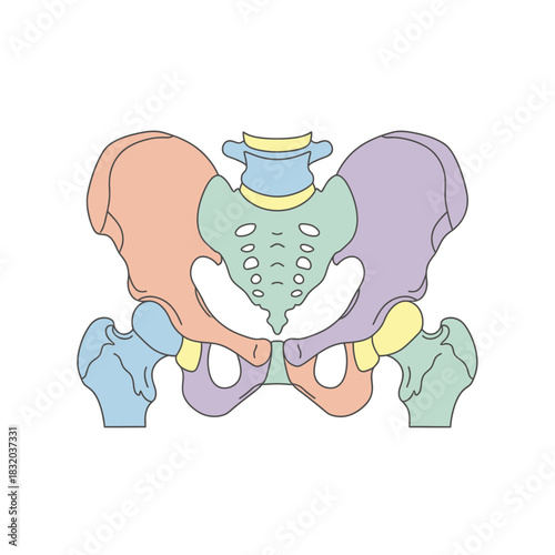 Detailed anatomical vector illustration presenting the human pelvic bone structure