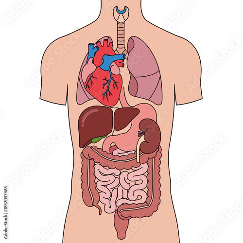 Human Anatomy Viscera Illustration Depicting Internal Organs and Systems for Educational Purposes