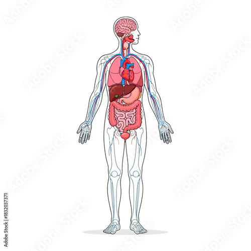 Human anatomical diagram showcasing the internal organs and skeletal structure for medical