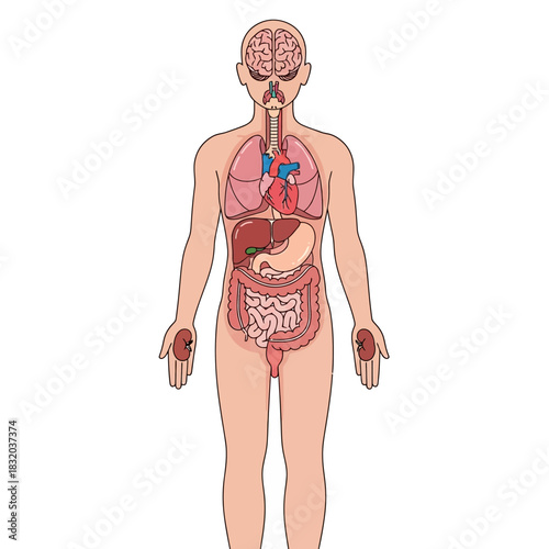 Comprehensive anatomical depiction of the human body showing internal organs and systems for