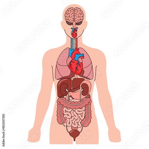 Anatomical illustration showcasing the human body's internal organs meticulously placed offering