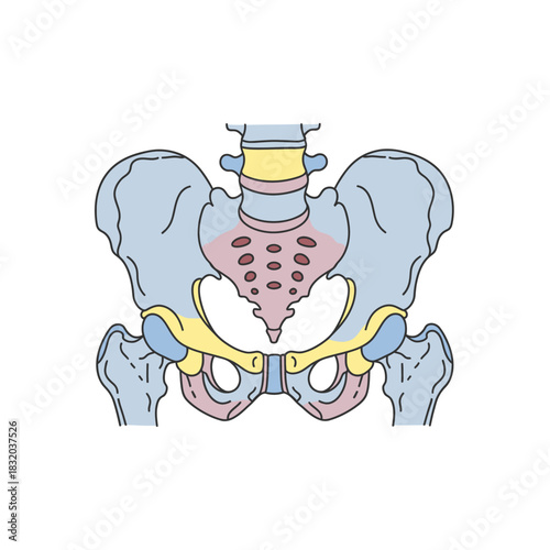 Detailed anatomical illustration of the human pelvis showcasing skeletal structure and key regions