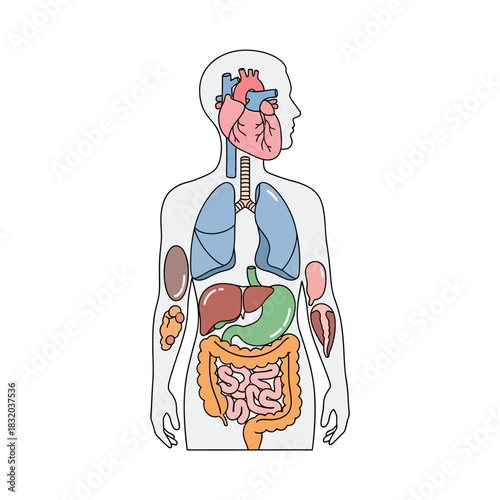 Anatomical Illustration: Visual Representation of Human Internal Organs and Systems