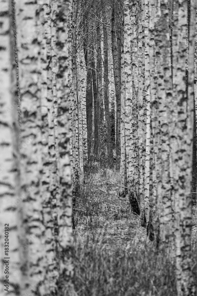 Fototapeta premium Black and White Birch Tree Corridor with Soft Depth and Natural Textures