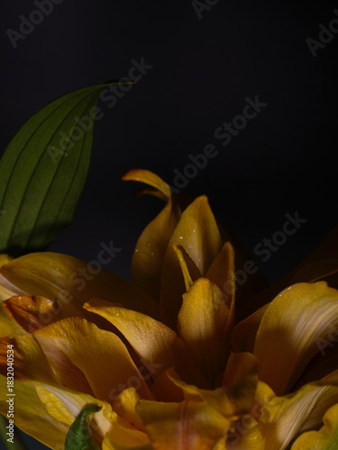 yellow flower on black background