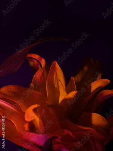 orange lily flower