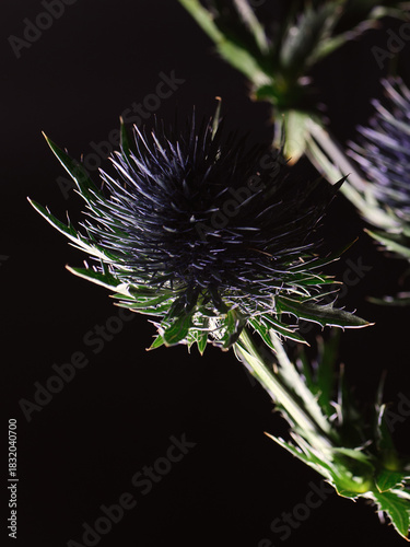thistle flower on black
