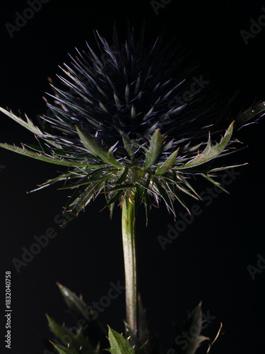 thistle on black background
