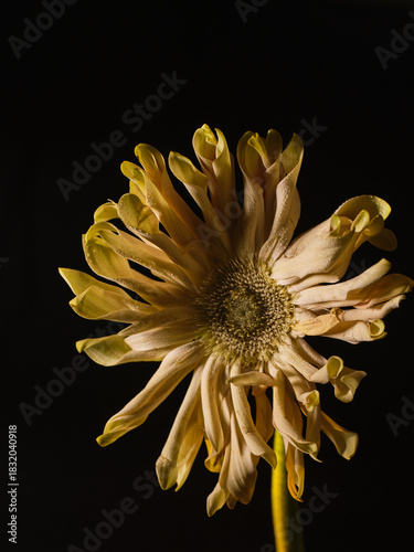 yellow dahlia flower