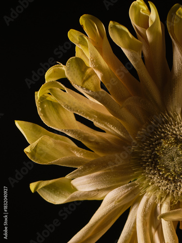 close up of a sunflower