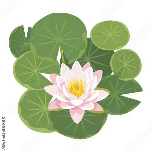 Elegant Water Lily Bloom Amidst Lush Green Pads: A Serene Botanical Illustration