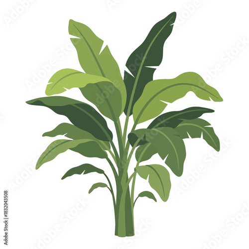 Lush foliage showcases robust green banana plant creating botanical freshness and growth