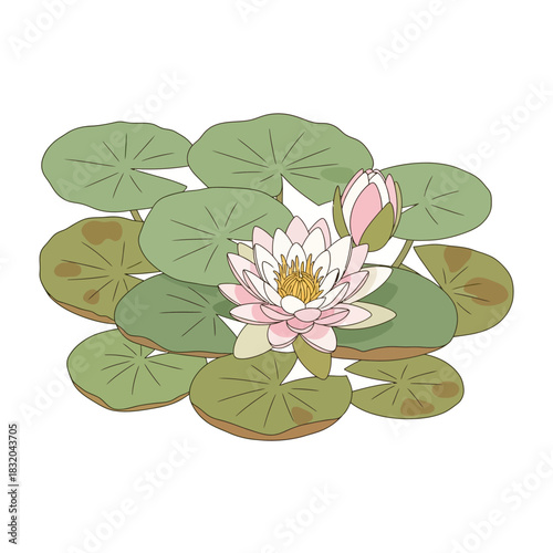Elegant water lily illustration with soft pink petals surrounded by green leaves delicate beauty
