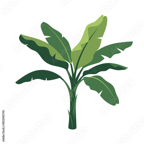 Botanical illustration of a stylized banana plant with verdant foliage vibrant and detailed