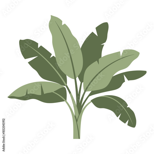 Stylized banana plant illustration showcasing its lush leaves in a minimalist composition