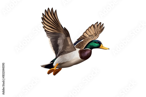 Realistic Mallard Duck Flying Vector Illustration Isolated on Transparent Background
