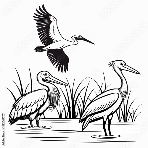 Three elegant water birds including one flying above two standing in reeds and water
