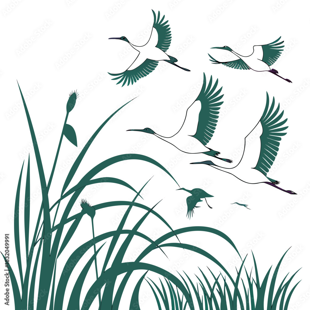 Obraz premium Elegant japanese cranes in flight above lush green reeds against a clean white background