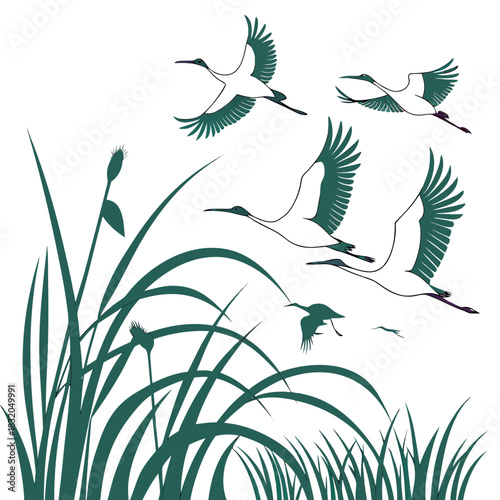 Elegant japanese cranes in flight above lush green reeds against a clean white background