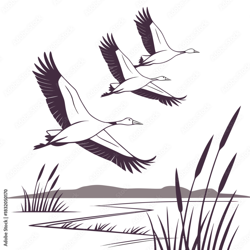 Obraz premium Three elegant cranes fly in formation over a serene wetland landscape with reeds and water