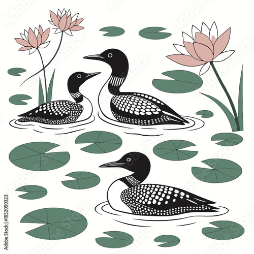 Three common loons swim among pink water lilies and green lily pads on white background