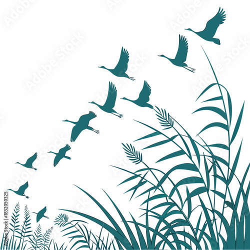 Flock of elegant cranes flying in formation over tall green reeds and grasses