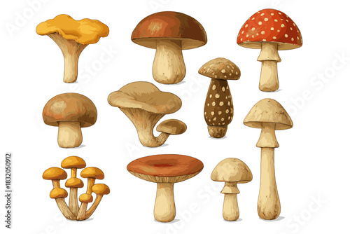 Colorful collection of mushrooms in various shapes and sizes on a white background